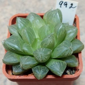 992 Haworthia cooperi hybrid
