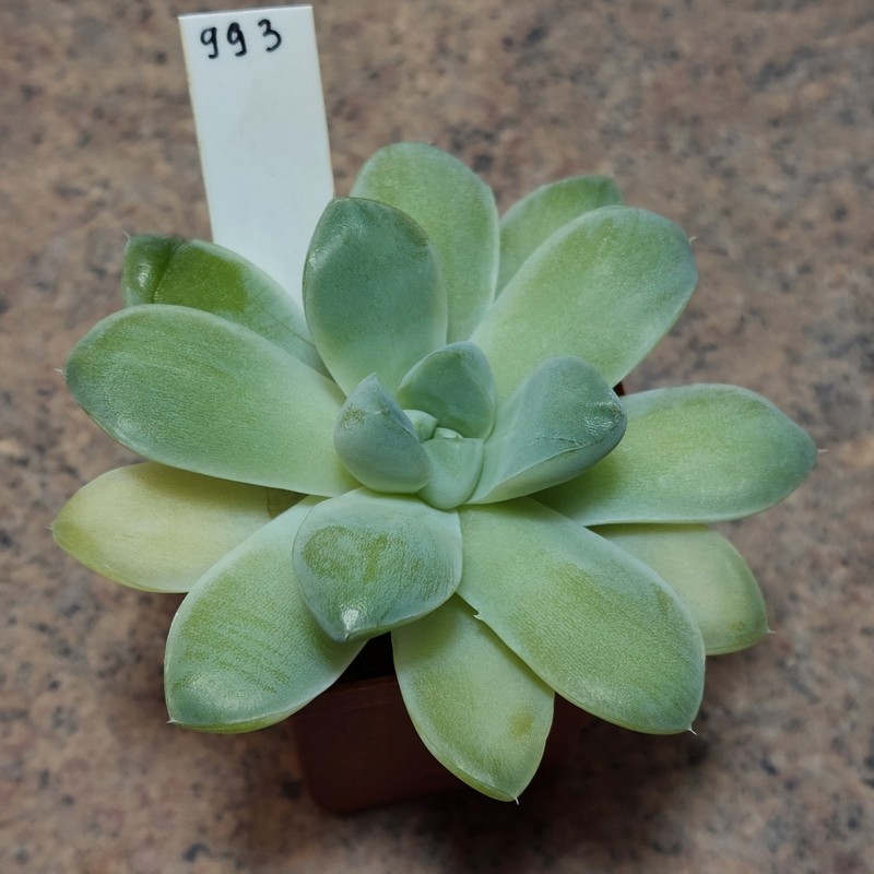 993 Echeveria elegans v.albicans