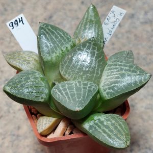 994 Haworthia comptoniana VVG7 x VVG3