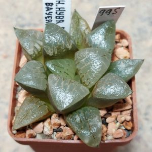 995 Haworthia hybrid x bayeri -Japan-