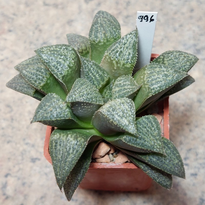 996 Haworthia 'Anna Cocoza' hybrid x splendens