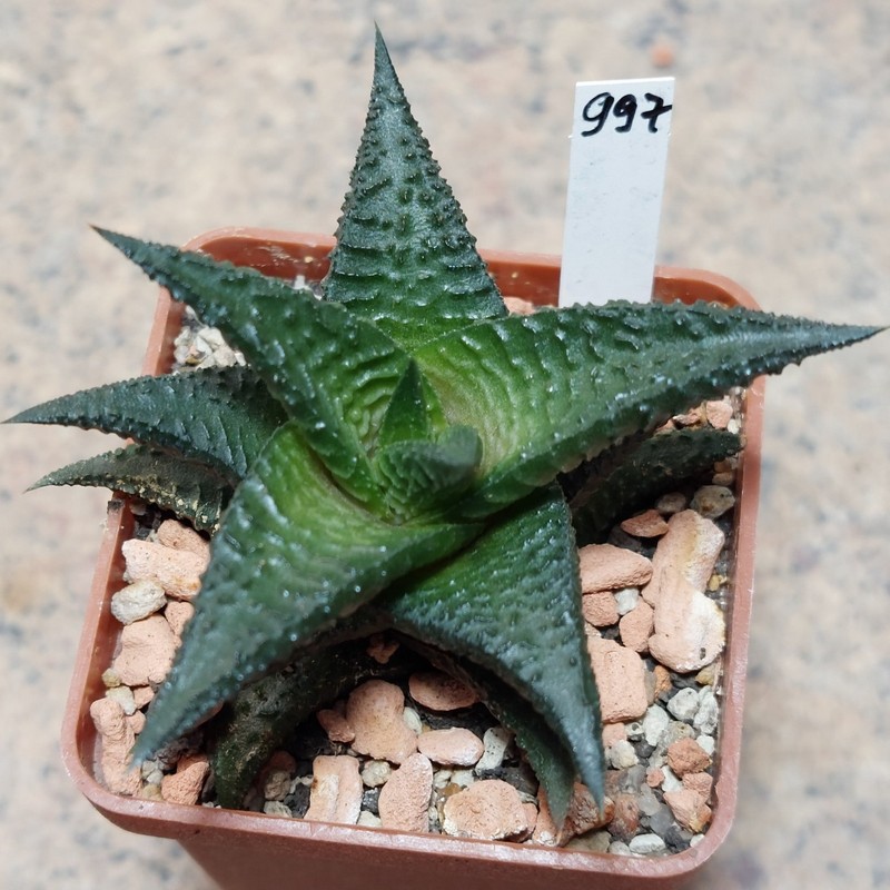 997 Haworthia limifolia -Bamberton-
