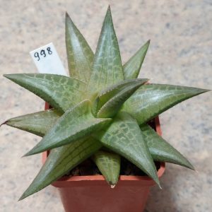 998 Haworthia tesselata