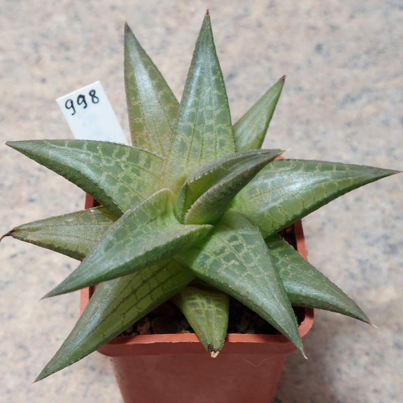 998 Haworthia tesselata