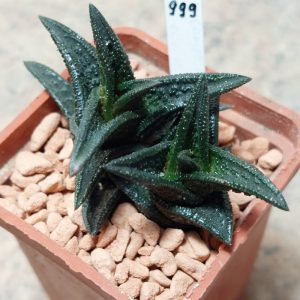 999 Haworthia nigra весь горщик
