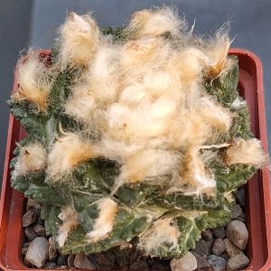 Ariocarpus fissuratus SB 413