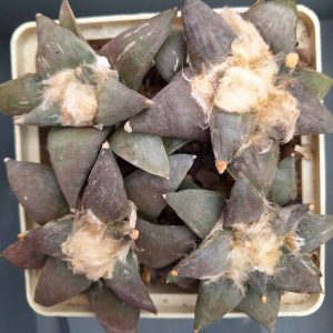 Ariocarpus furfuraceus CH 206