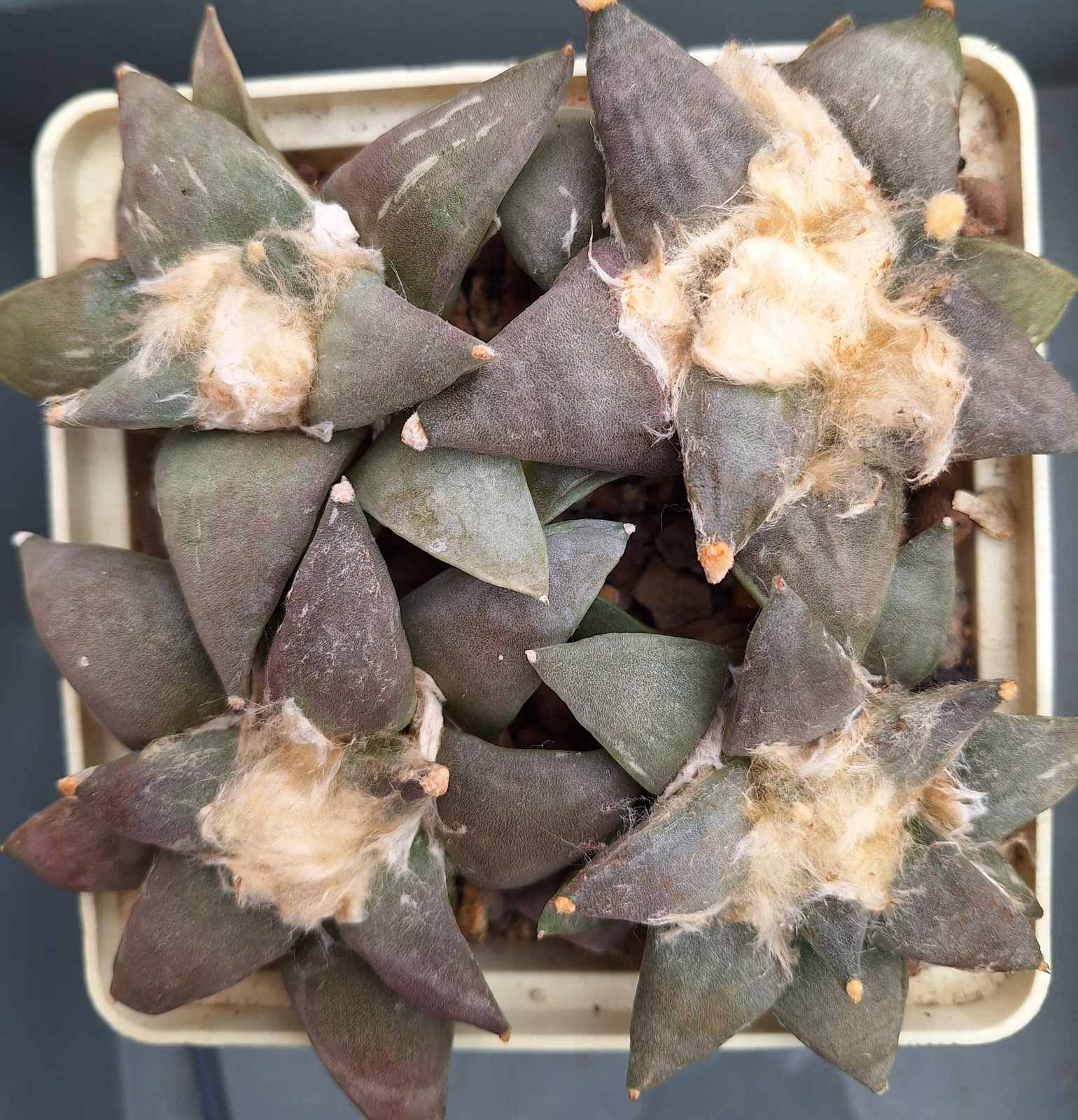 Ariocarpus furfuraceus CH 206