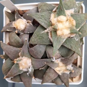 Ariocarpus retusus