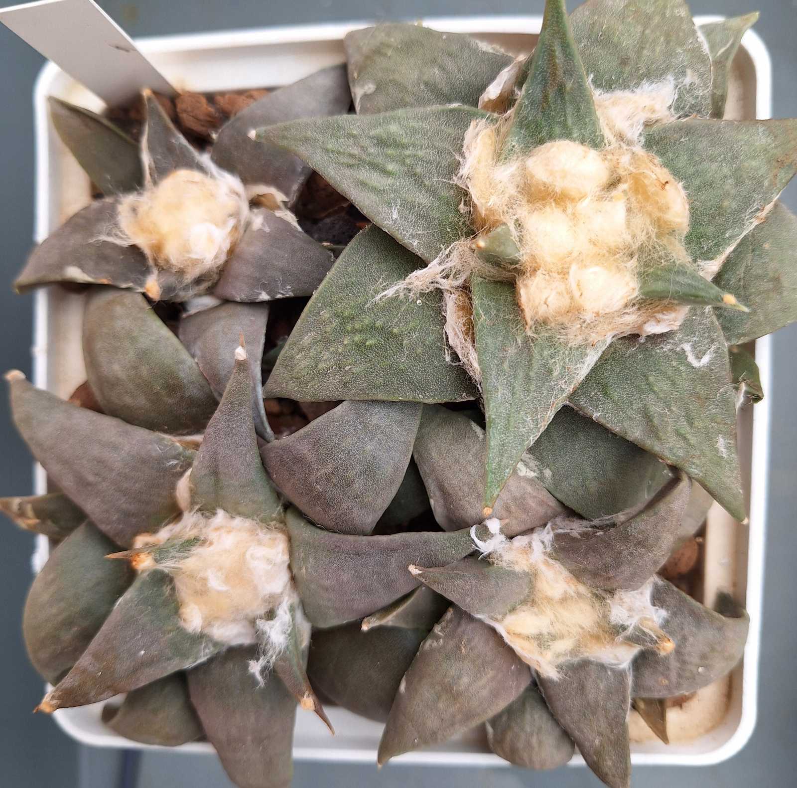 Ariocarpus retusus