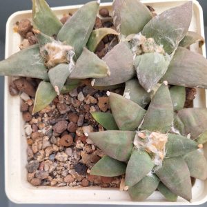 Ariocarpus retusus  В