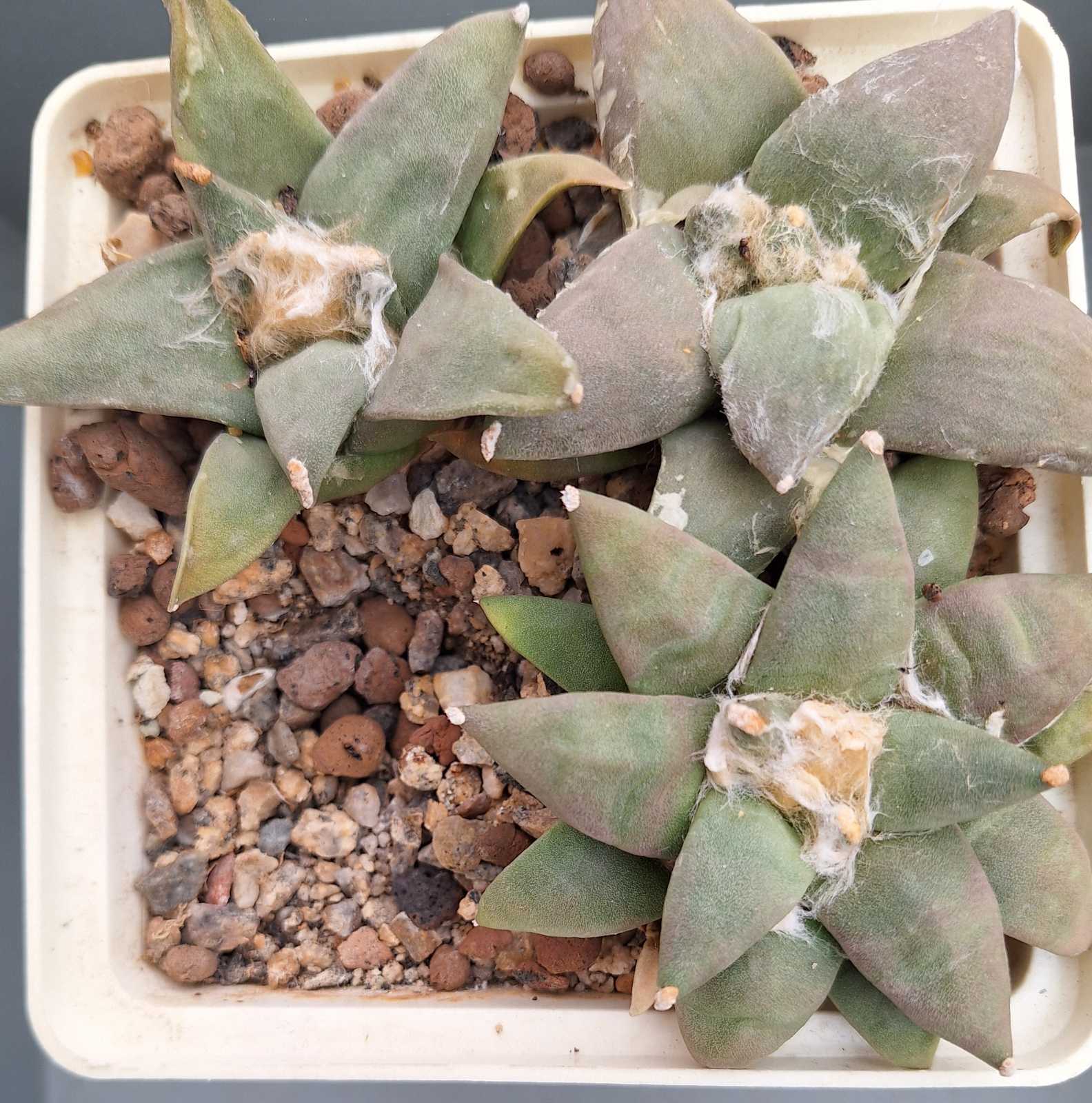 Ariocarpus retusus  В