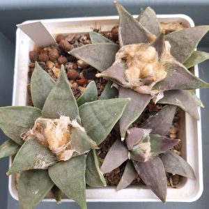 Ariocarpus retusus sb 310