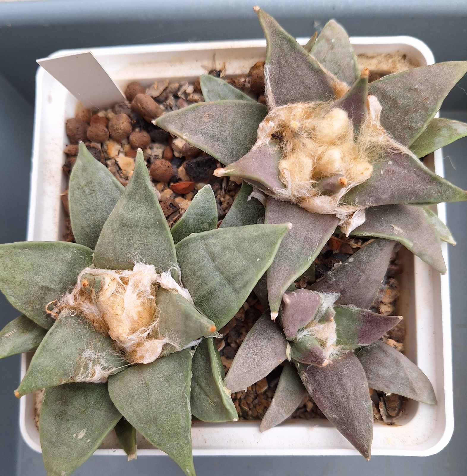Ariocarpus retusus sb 310