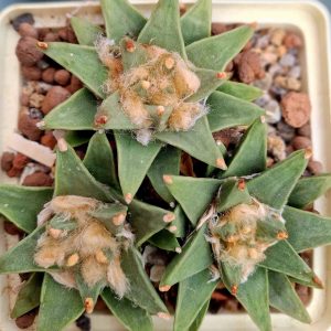 Ariocarpus retusus v scapharostroides
