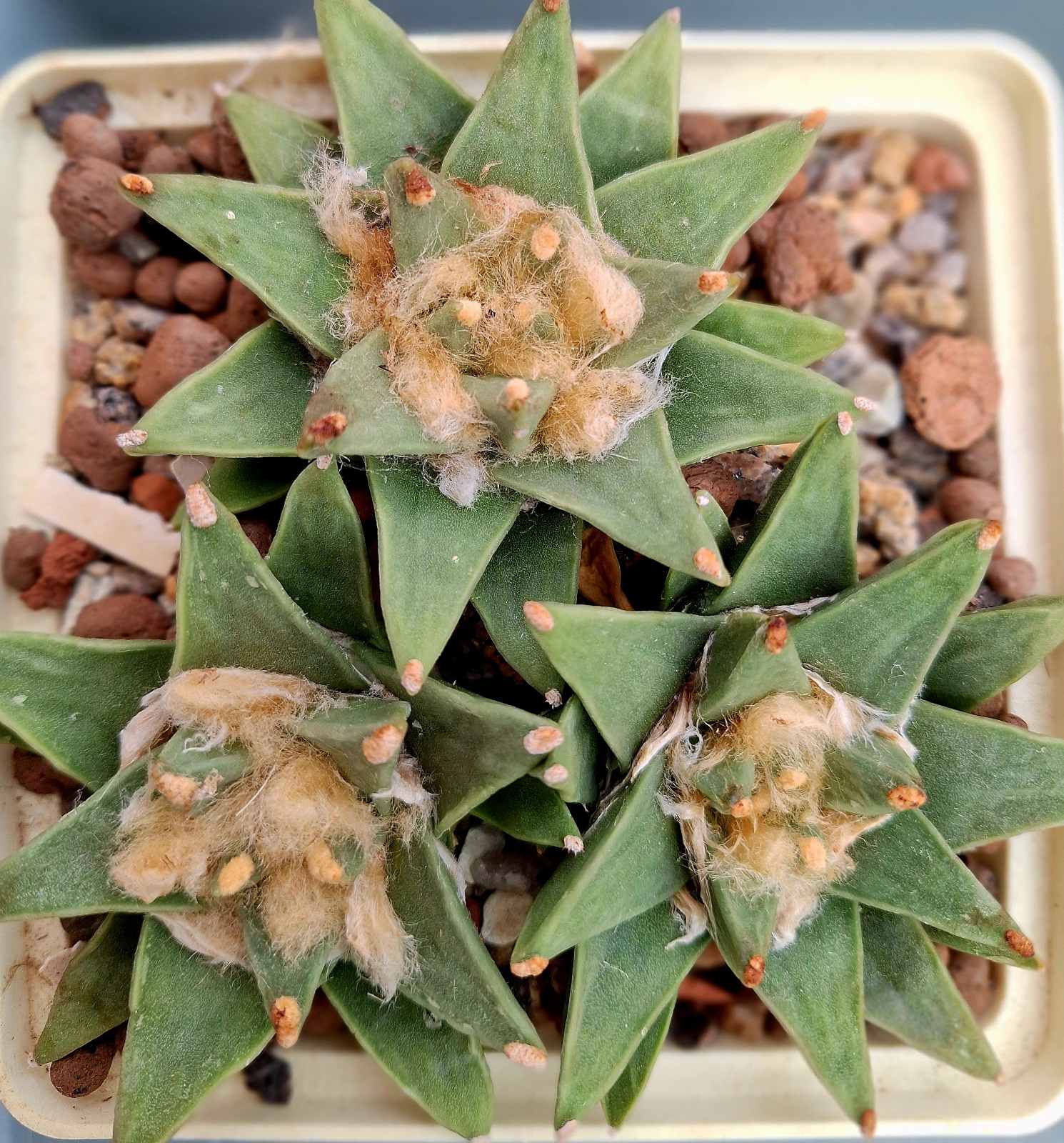 Ariocarpus retusus v scapharostroides