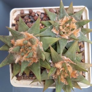 Ariocarpus trigonus elongatus