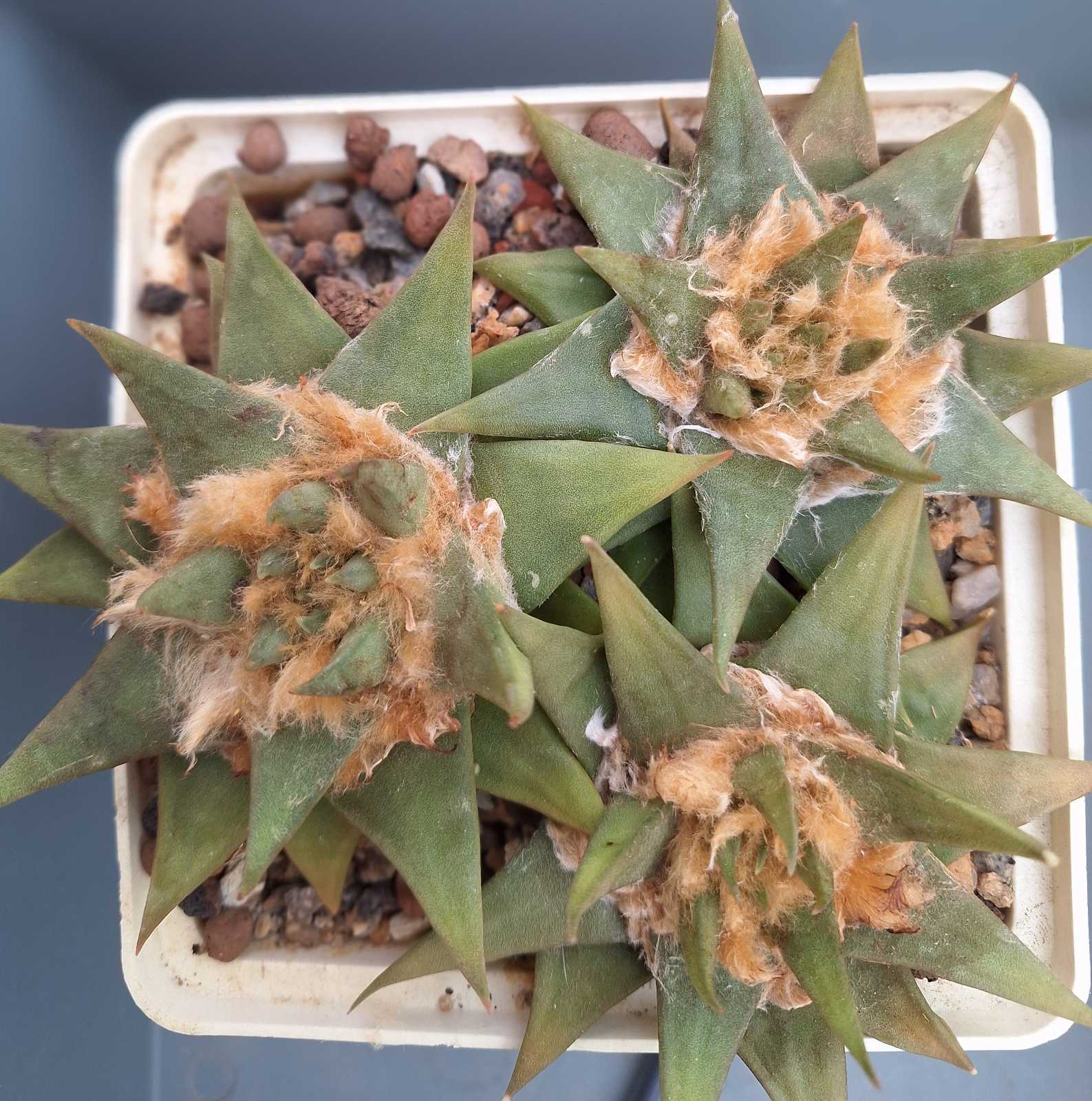 Ariocarpus trigonus elongatus