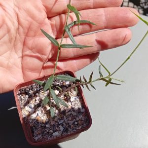 Ceropegia Pollux ( hybr Ermak Olga)