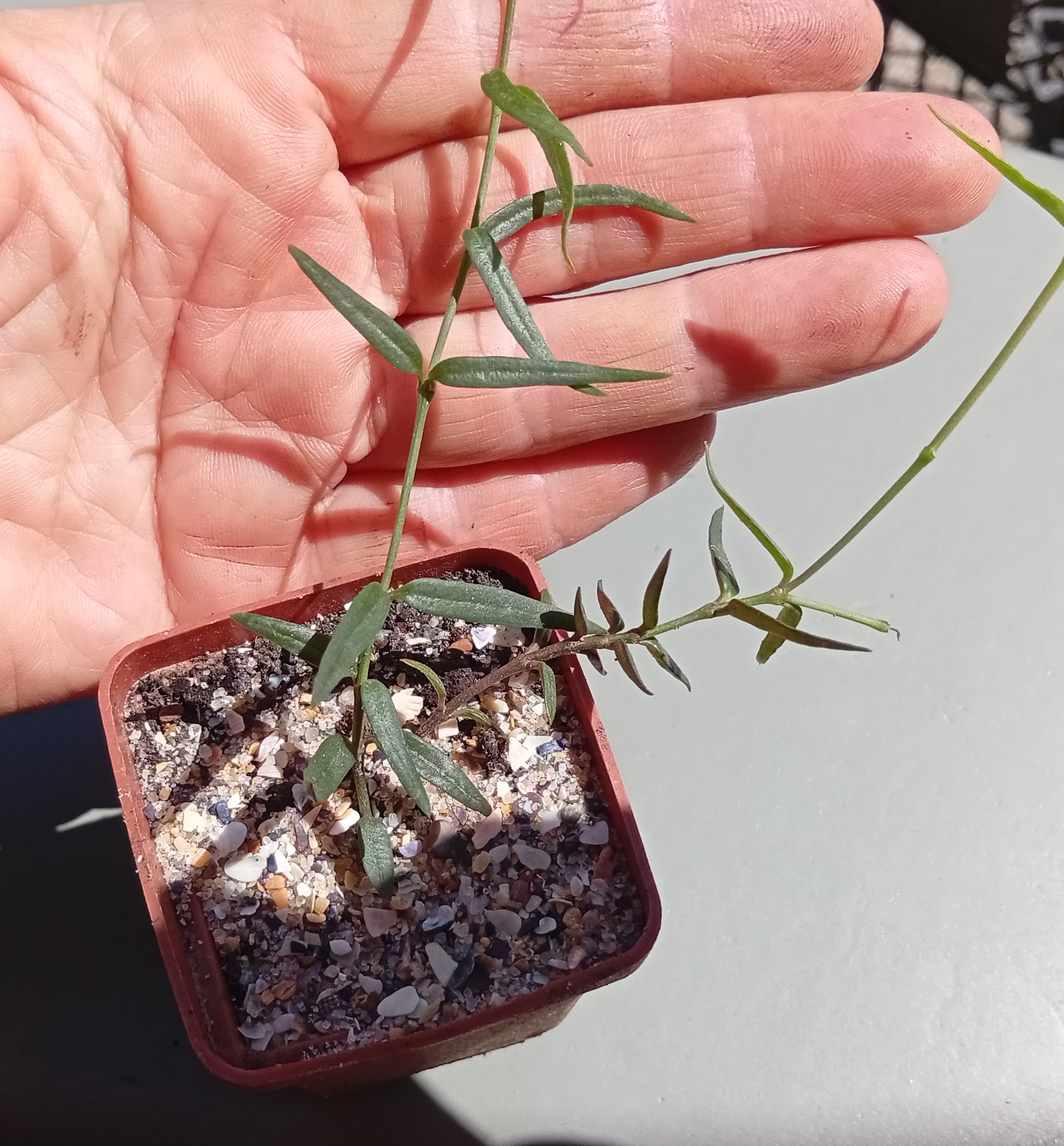 Ceropegia Pollux ( hybr Ermak Olga)