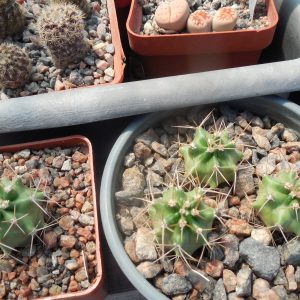 Echinocereus triglochidiatus SB 1067 - Fremont Co, Colorado - (to - 23*C) very small stems  -MG-