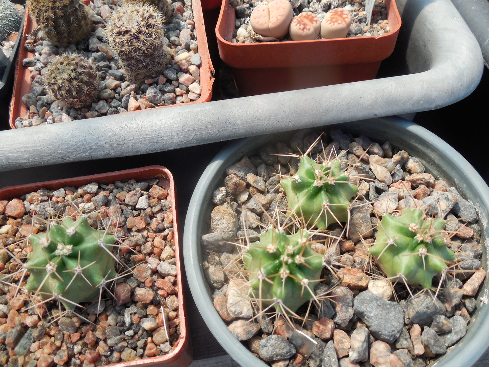 Echinocereus triglochidiatus SB 1067 - Fremont Co, Colorado - (to - 23*C) very small stems  -MG-