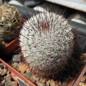 Mammillaria spec. P 476  - El Ojite, Oax.