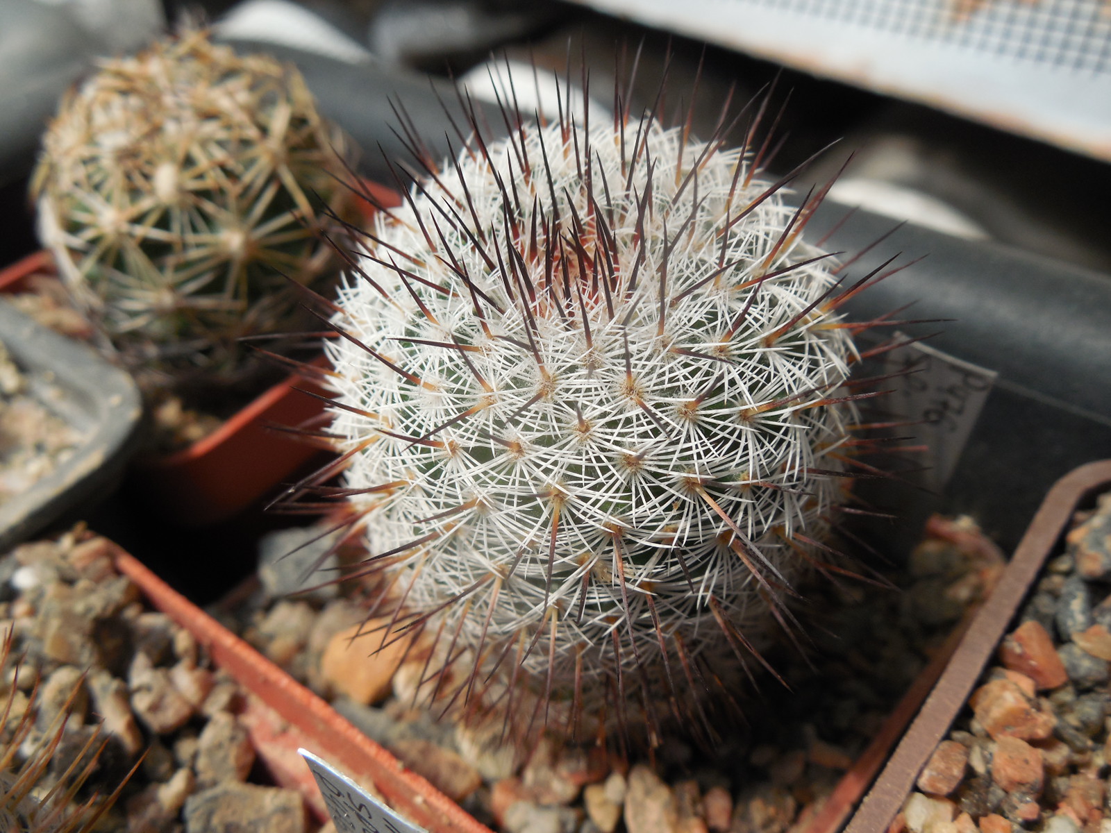Mammillaria spec. P 476 - El Ojite, Oax.