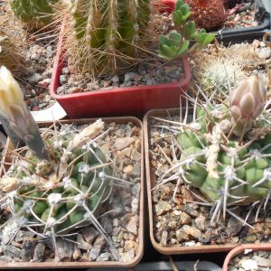 Gymnocalycium intermedium P 113 - E. of Salsacate, Cord. 900 - 1000 m.