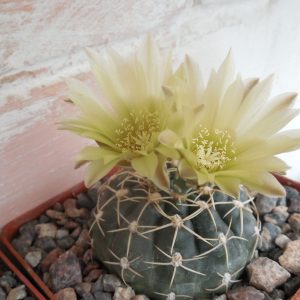 Gymnocalycium uruguayense - Piltz -