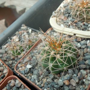 Gymnocalycium ritterianum P 219 - Piltz -
