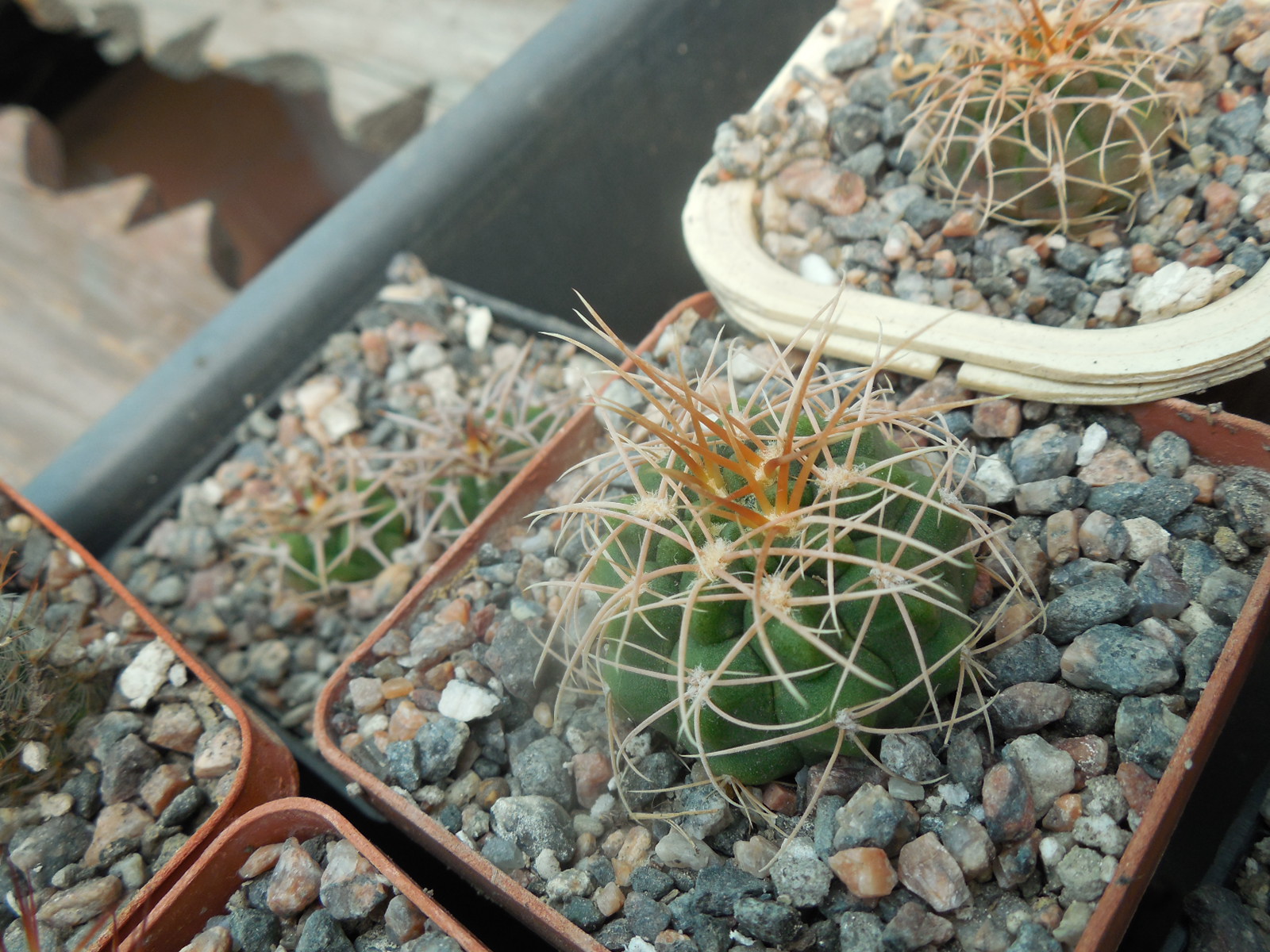 Gymnocalycium ritterianum P 219 - Piltz -