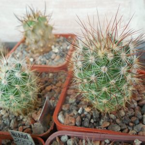 Escobaria  runyonii  LX 058 - Higuerras, NL. RS.