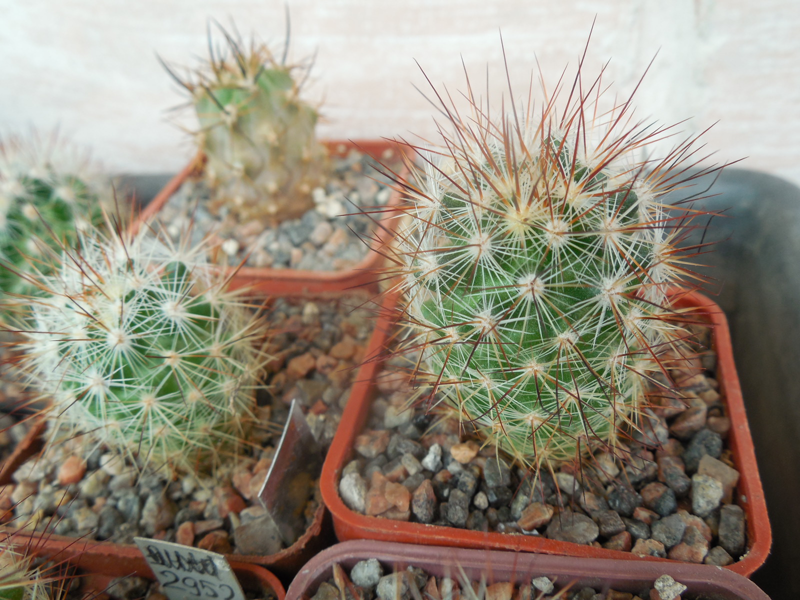 Escobaria  runyonii  LX 058 - Higuerras, NL. RS.