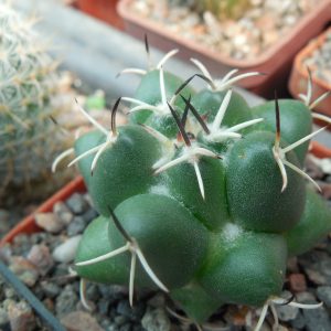 Coryphantha maiz - tablasensis MZ 349 - білоквітковий вид