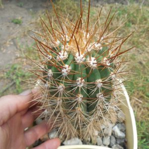 Helianthocereus (trichocereus)  pasacana JS 239