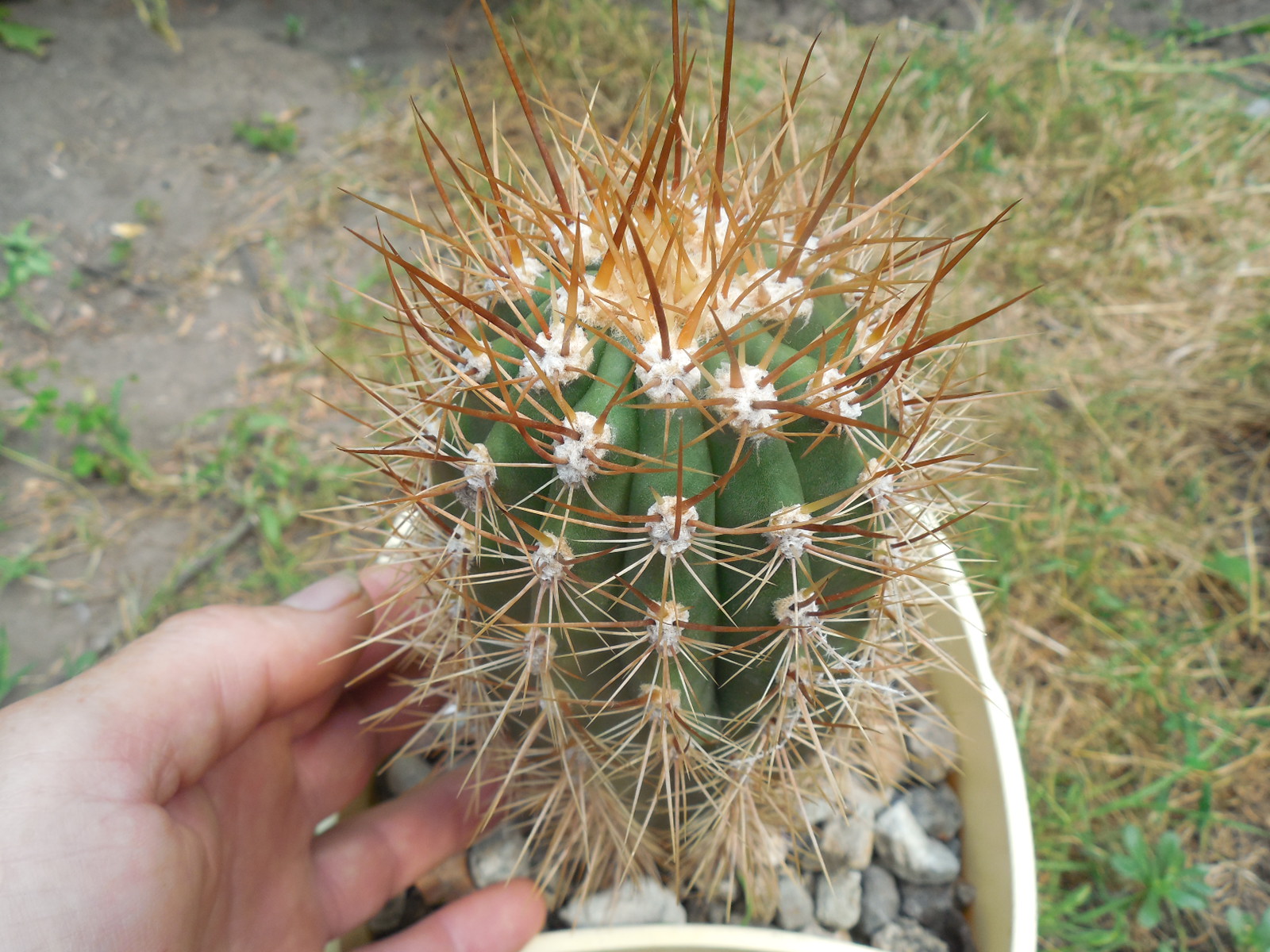 Helianthocereus (trichocereus)  pasacana JS 239