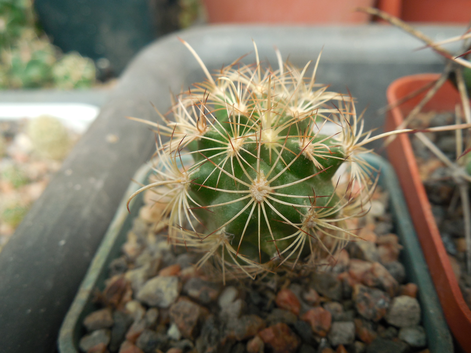 Ancistrocactus scheerii - San Jose, NL. RS 116 - Stanik -
