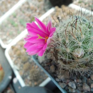 Mammillaria boolii