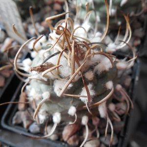 Turbinicarpus klinkerianus