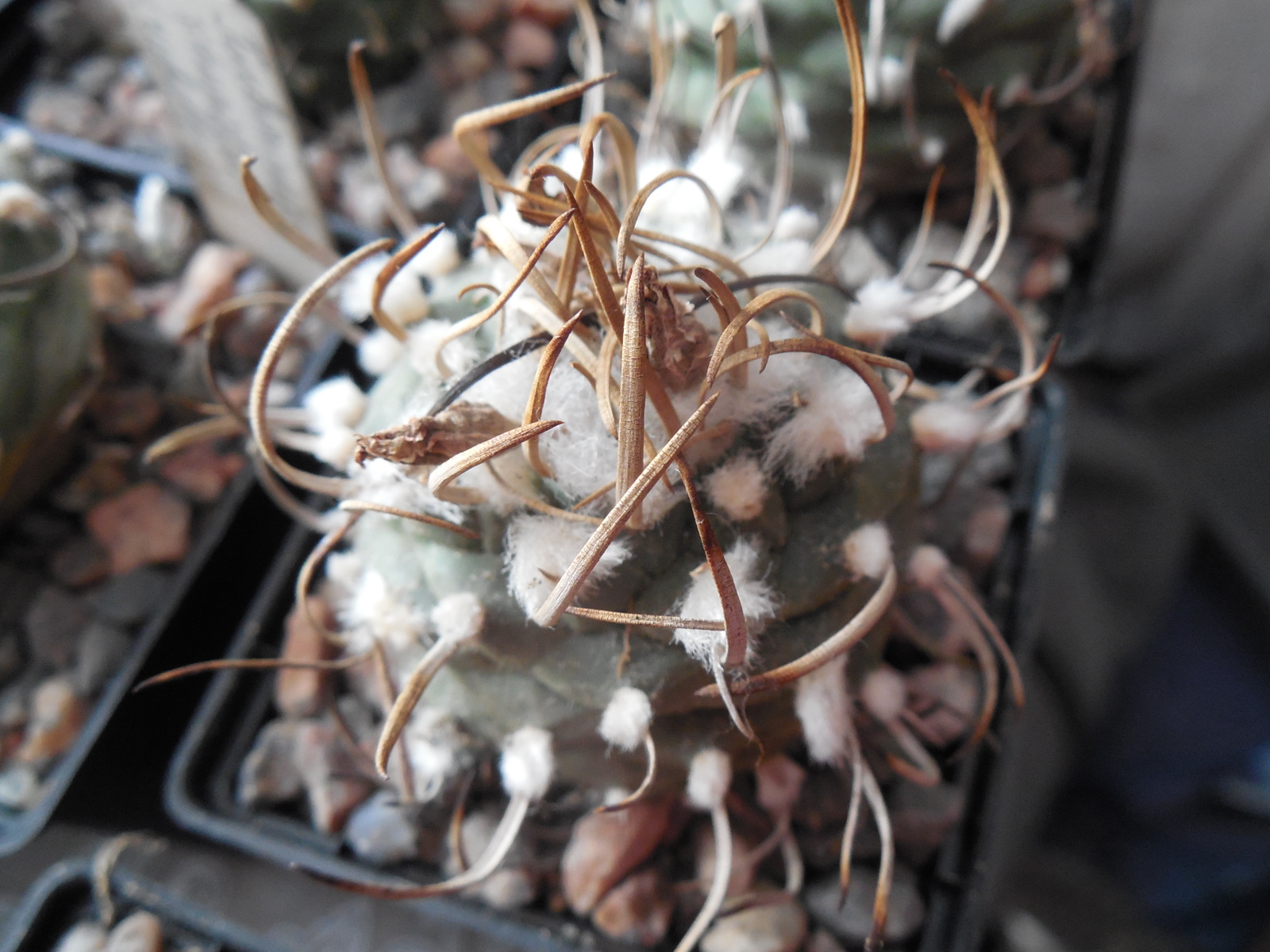 Turbinicarpus klinkerianus