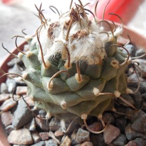 Turbinicarpus schwartzii