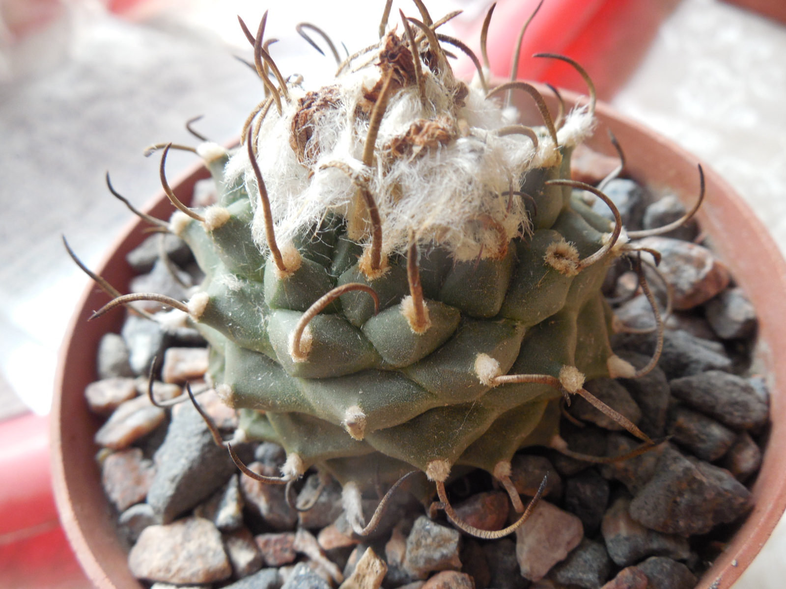 Turbinicarpus schwartzii