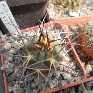 Acanthocalycium glaucum WR 872