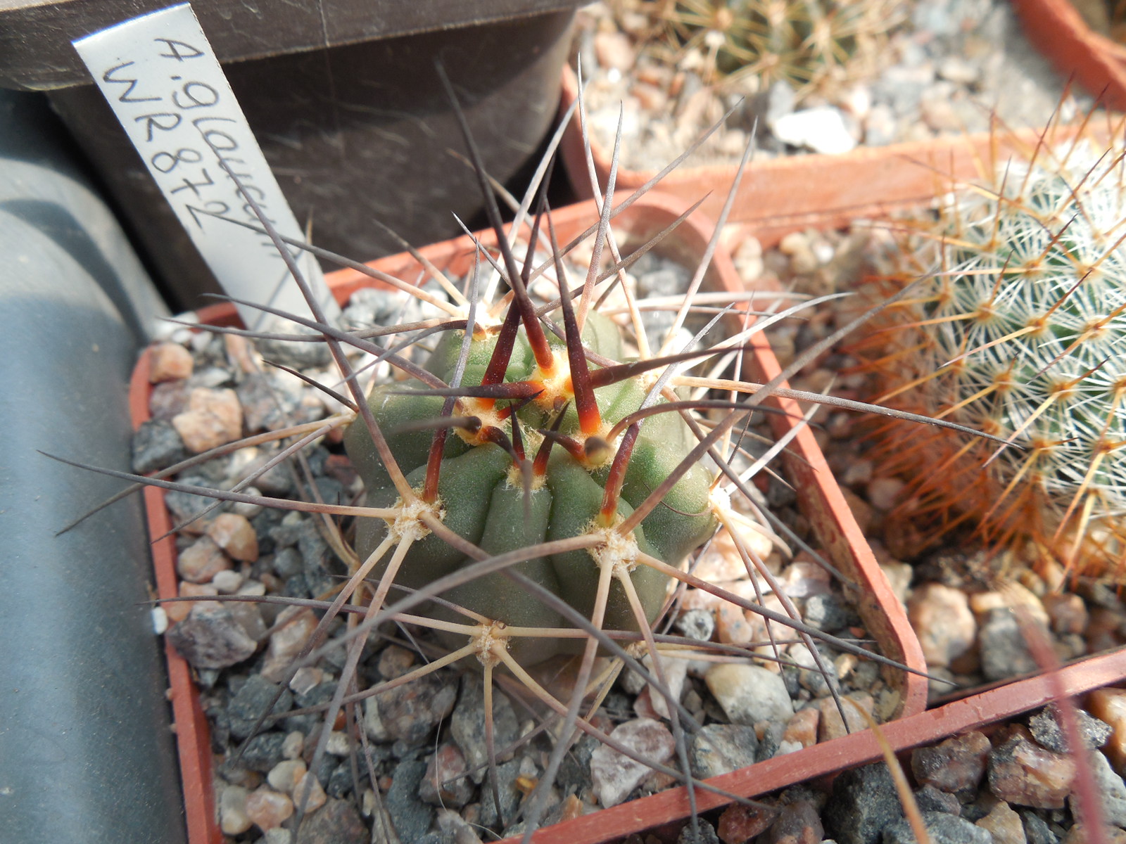 Acanthocalycium glaucum WR 872