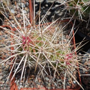 Echinocereus maritimus - v. hankockii