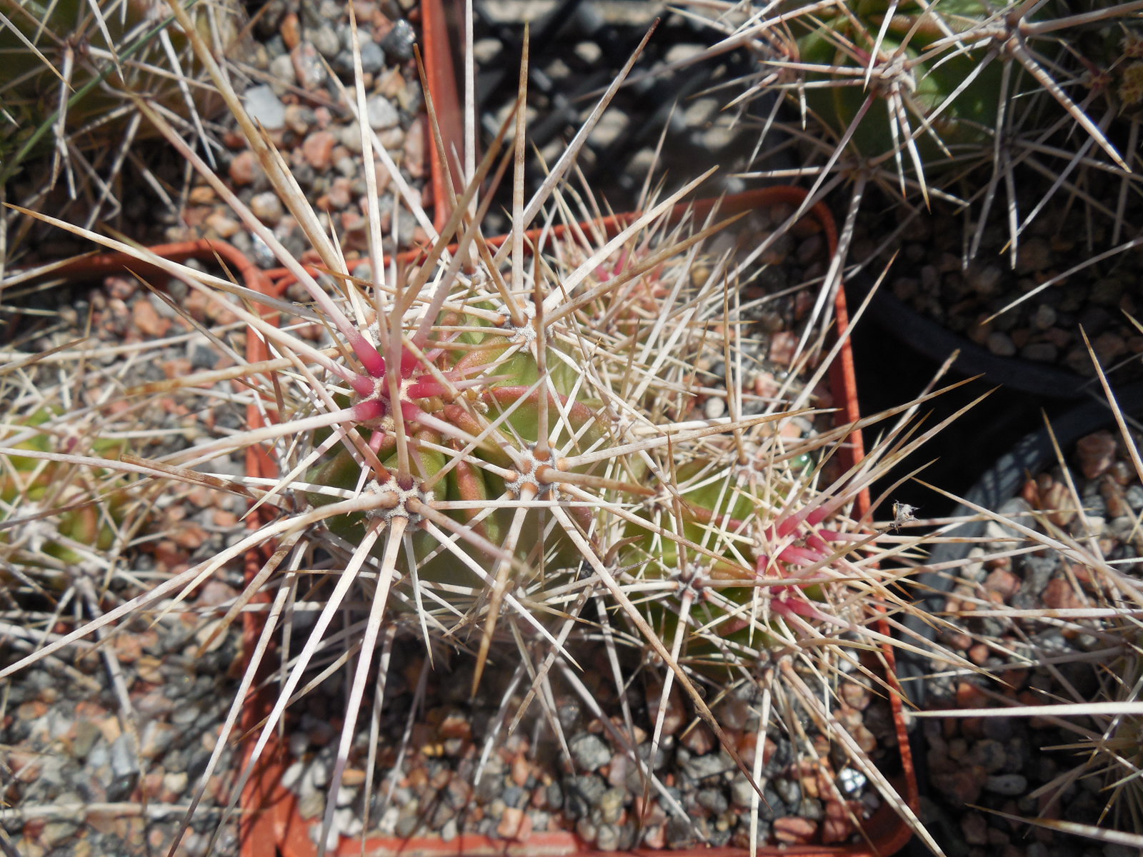 Echinocereus maritimus - v. hankockii