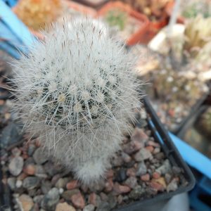 Escobaria  laredoi SB 289 - MG -