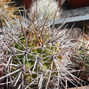 Gymnocalycium horridispinum - v. longispinum - MG -