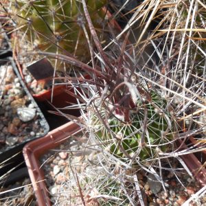 Echinofossulocactus  lloydii -  відбір -